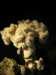 Coral in the Red Sea. Standard camara flash and digital c... by Steven Withofs 